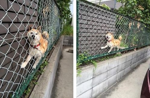 doge behind the fence