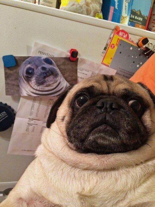 pug seal similarity