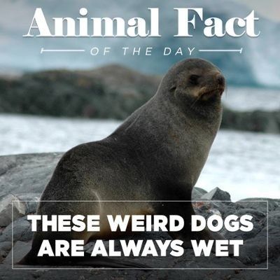 Animal Fact OF THE DAY
 THESE WEIRD DOGS ARE ALWAYS WET