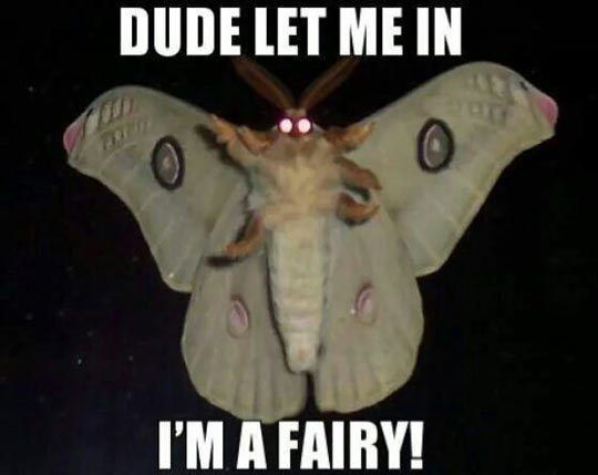 DUDE LET ME IN
 I'M A FAIRY!