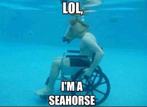 LOL, I'M A SEAHORSE