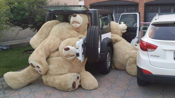 go home bears youre drunk