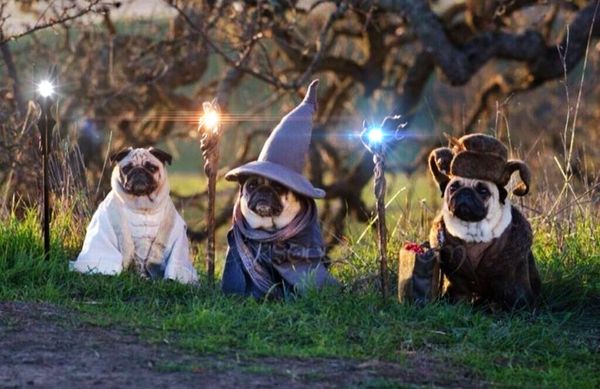 pug of the rings
