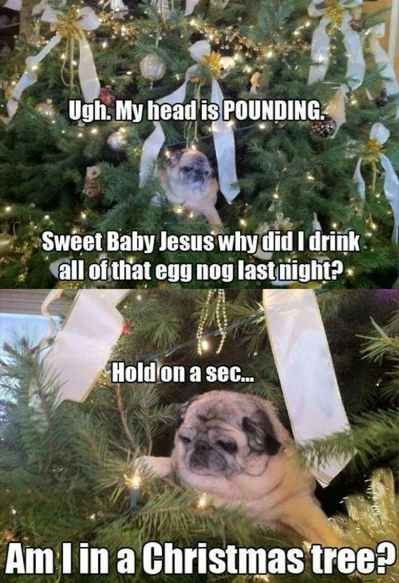 Ugh. My head is POUNDING.
 Sweet Baby Jesus why did I drink all of that egg nog last night?
 Hold on a sec...
 Am In in a Christmas tree?