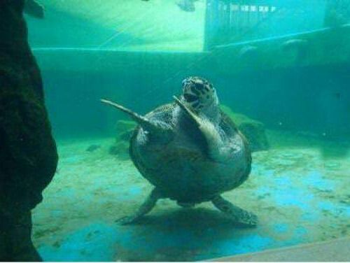 ooh babe turtle