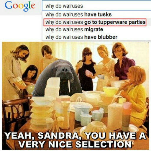 why do walruses go to tupperware parties YEAH, SANDRA, YOU HAVE A VERY NICE COLLECTION