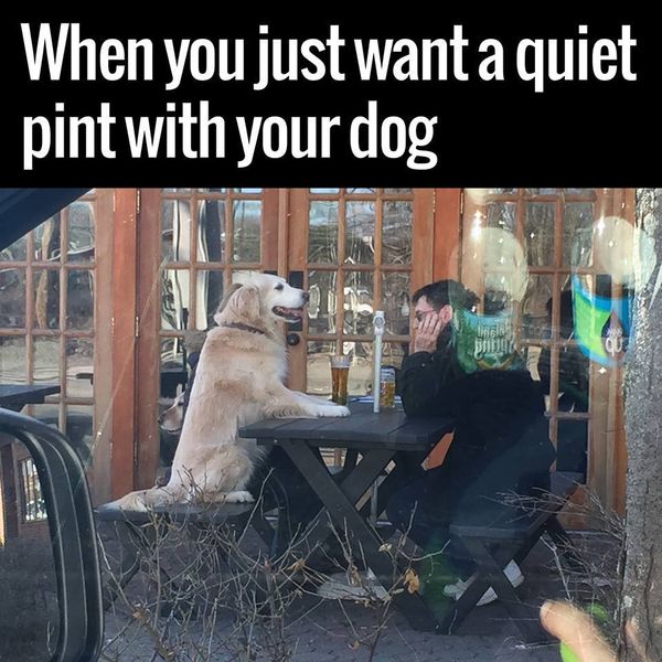 When you just want a quiet pint with your dog