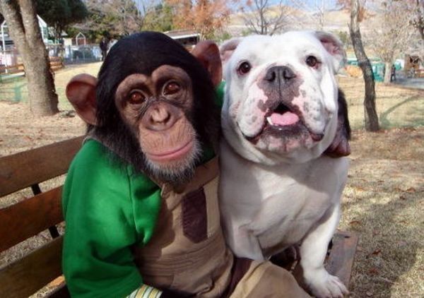 _a_chimpanzee_and_a_dog