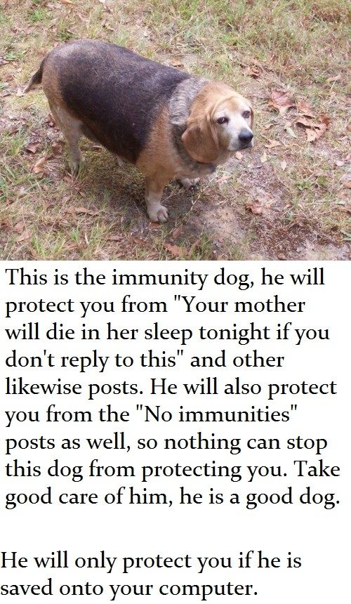 This is the immunity dog, he will protect you from 'Your mother will die in her sleep tonight if you don't reply to this' and other likewise posts.