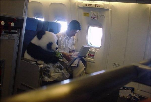 _panda_on_a_plane
