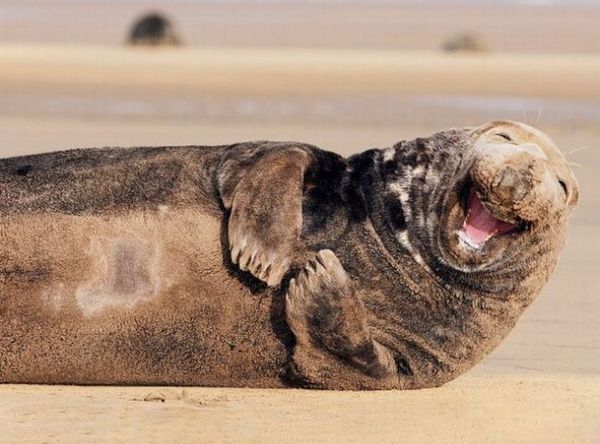 _laughing_seal