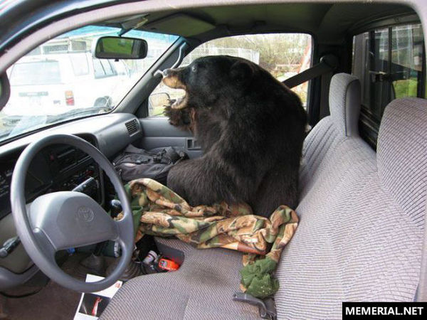 _bear_in_a_car