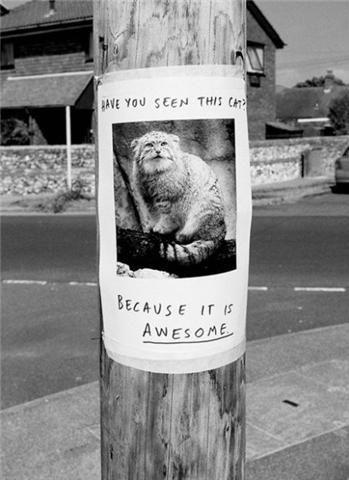 HAVE YOU SEEN THIS CAT? BECAUSE IT IS AWESOME.