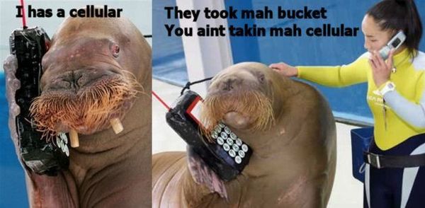 I has a cellular They took mah bucket You aint taking mah cellular