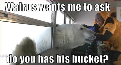 Walrus wants me to ask do you has his bucket?