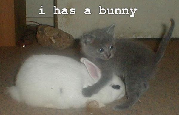 i has a bunny